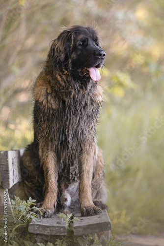 Leonberger Hund in natürlicher Umgebung sitzend