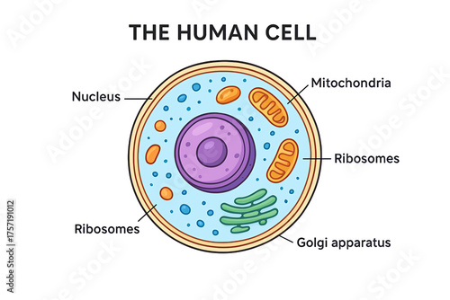Labeled diagram of a human cell highlighting nucleus, mitochondria, ribosomes, and Golgi apparatus