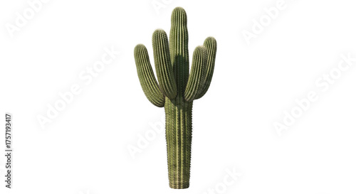 Saguaro cactus stands prominently showing off its ribbed green trunk and multiple arms in a studio setting.