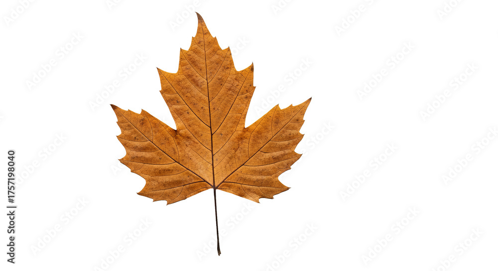 Fototapeta premium Single autumn leaf displays dried, brown color and detailed veins against a solid background.