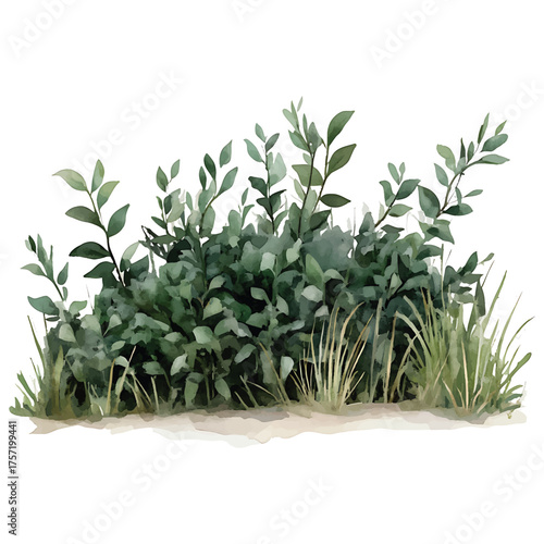 Watercolor Bush with Green Leaves and Tall Grass on White watercolor illutrastion transparent background