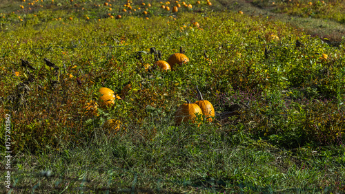 Some large pumpkin in a field.