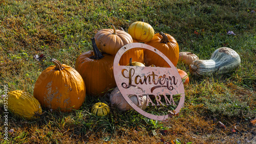 Some large pumpkin in a field.