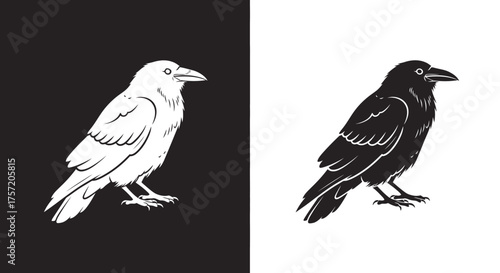 Stylized Raven Bird Vector Illustration in a Black and White Vintage Style
