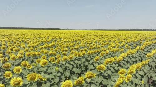 Drone is flying over a beautiful sunflower field.
