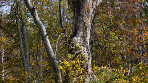 Dead tree in the autumn of the forest.