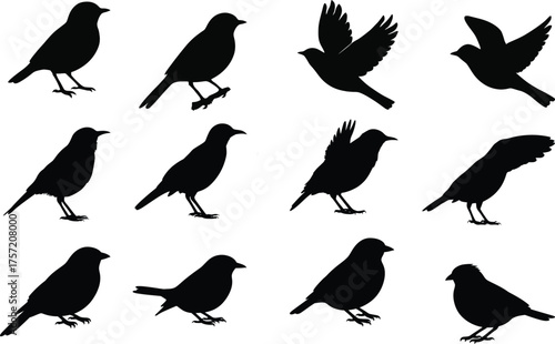 Diverse Songbird Silhouettes Vector Set, Flying and Perched Wild Birds, Detailed Nature, Wildlife, and Aviary Graphic Icons.