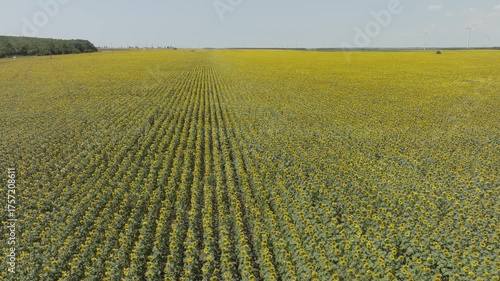 Drone is flying over a beautiful sunflower field.
