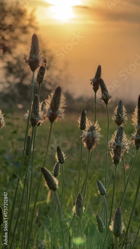 Dreamy Sunset Over Tall Grass