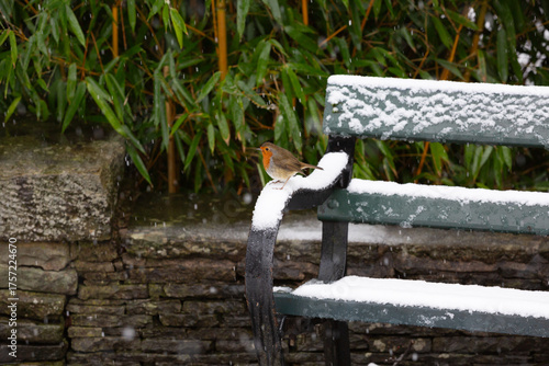 Robin on a cold winter's day.
