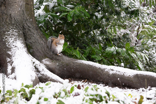 Eastern gray squirrel on a cold winter's day.