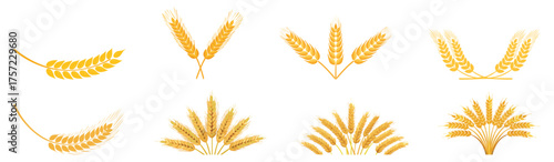 Wheat elements indian lohri, baiskhi, pongl, onam, bihu, makar, snkranti, gudi, padwa, nuakhai, puja, devi, fastival, vector, illustration, 
