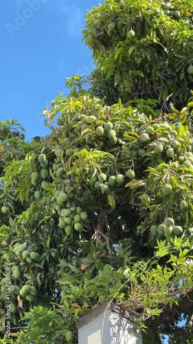 Mango Tree Laden with Ripe Fruits