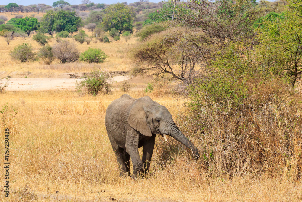 Fototapeta premium Young african elephant in Tarangire national park, Tanzania