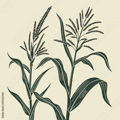 Vintage Style Illustration of Two Flowering Corn Stalks