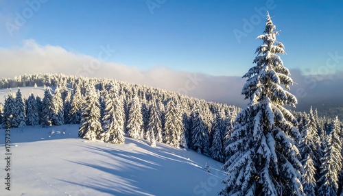 Wallpaper Mural Aerial View of a Sunlit Snow-Covered Forest and Mountain Landscape Torontodigital.ca