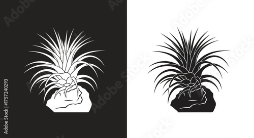 Minimalist Air Plant Vector Illustration in Stylized Black and White