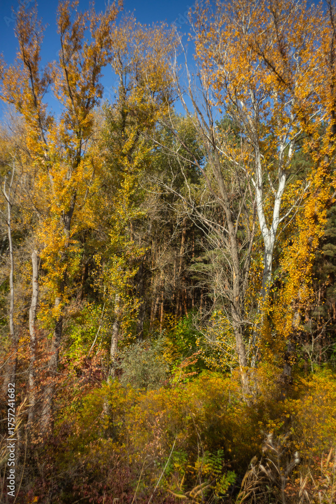 Fototapeta premium autumn leaves in the forest