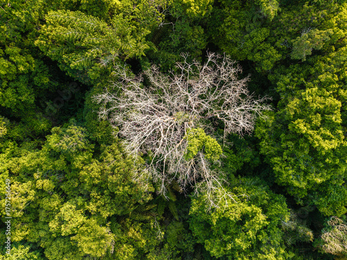 Árvore de galhos secos se destaca no meio da floresta amazônica 