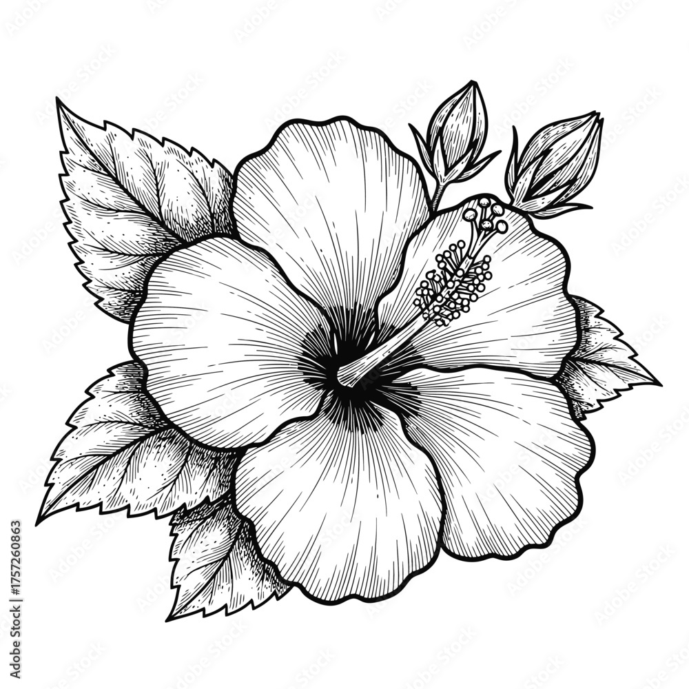 Fototapeta premium hibiscus flower engraving black and white outline