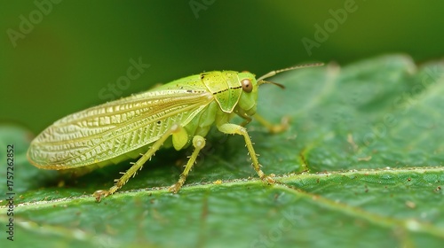 Wallpaper Mural Close-up of a tiny leafhopper resting on a fresh green leaf, showing its delicate body, transparent wings and intricate details. The insect blends with natural foliage, representing nature, wildlife,  Torontodigital.ca