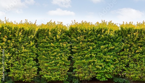 Trimmed Hedge Of Golden Privet Ligustrum Ovalifolium Aureum