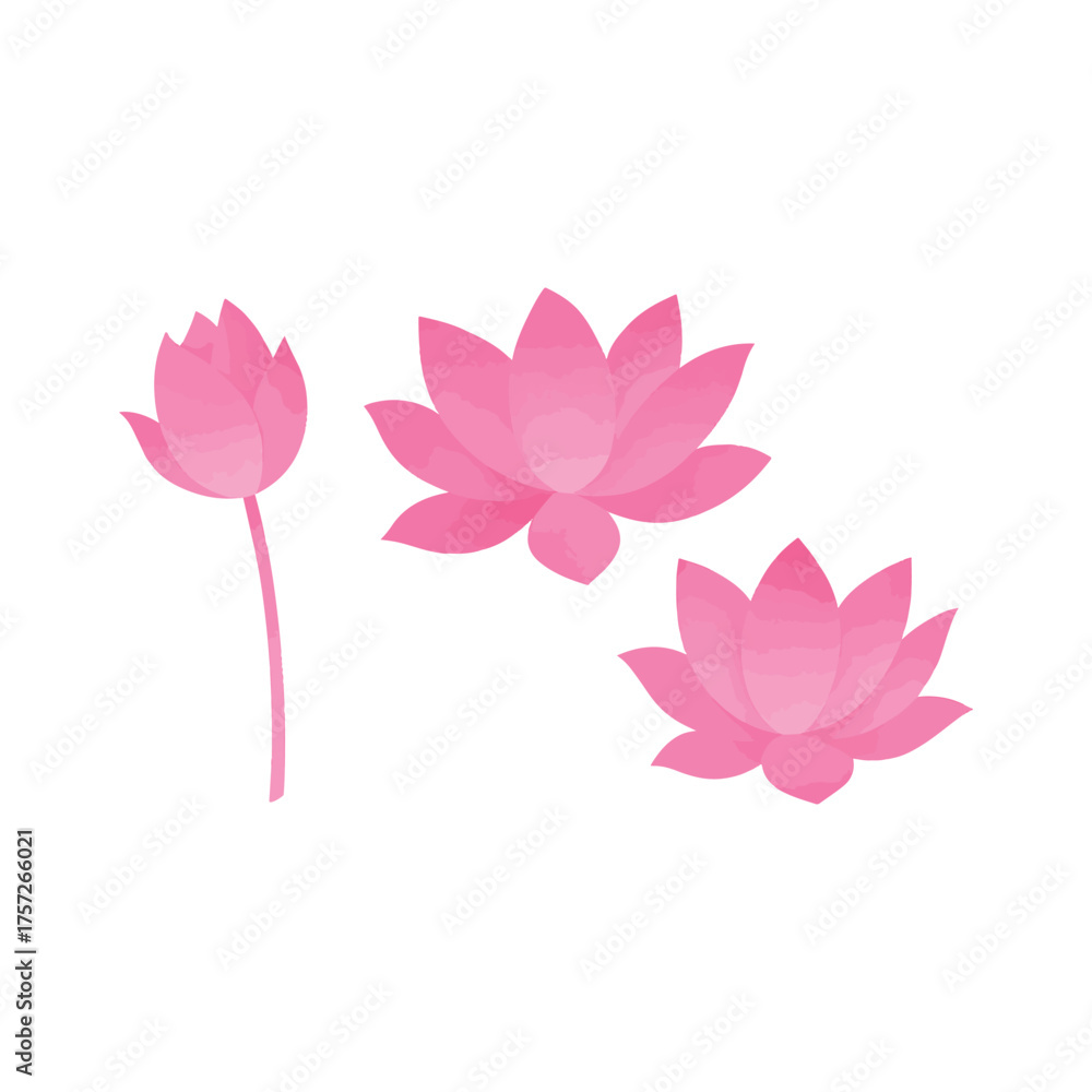 Fototapeta premium Three delicate pink lotus flowers in various stages of bloom against a clean white background