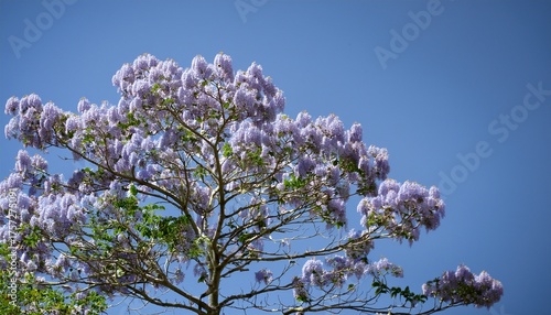 Paulownia Tree Paulownia Tomentosa Flowers Paulowniaceae Deciduous Tree
