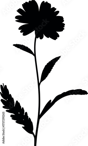 Wallpaper Mural Black silhouette of a single wildflower with serrated petals and leaves Torontodigital.ca
