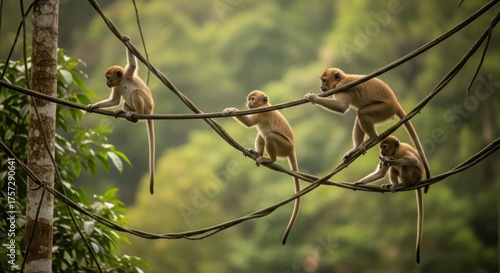 Group of Monkeys Exploring on Vines in a Lush Tropical Jungle Habitat