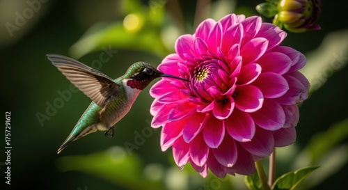 Hummingbird Feeding on a Vibrant Pink Dahlia Flower in Natural Setting