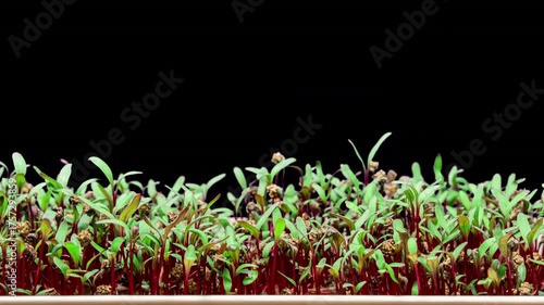 Beet Sprouts Time Lapse Video. Green Young Plants are Ready for Vegan Salad or Dish Decoration. Beetroot Seedling Plants. Micro Greens on a Black Background
