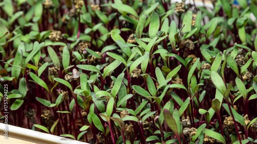 Beet Sprouts Time Lapse Video. Green Young Plants are Ready for Vegan Salad or Dish Decoration. Beetroot Seedling Plants. Micro Greens