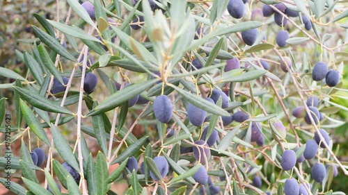 Close-up slow motion video of olive tree branch with ripe black olives swaying gently in natural sunlight, perfect for themes of Mediterranean nature, organic farming, healthy food production