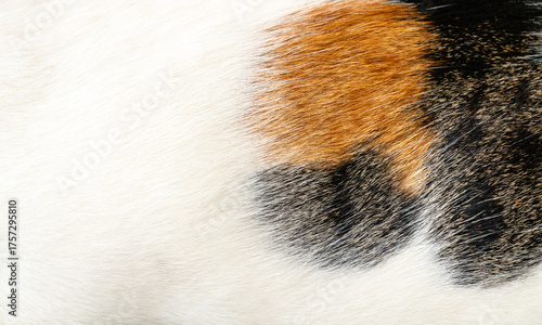 Cat fur texture background. Orange back and white cat  background.