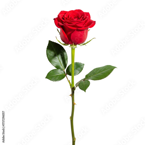 red rose isolated on white background