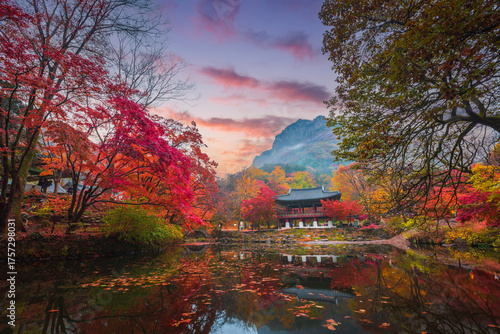 Colorful autumn with beautiful maple leaf in sunset at Baekyangsa temple in Naejangsan national park, South Korea.