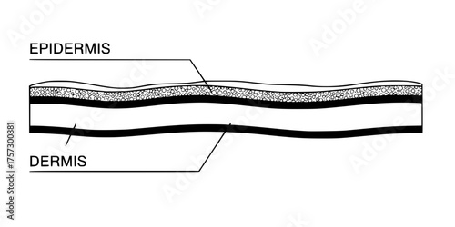 Cross-Section Skin Layers Scientific Diagram Flat Vector Graphic
