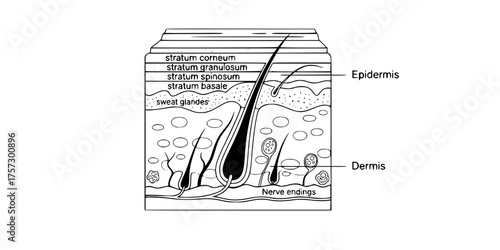 Cross-Section Skin Layers Scientific Diagram Flat Vector Graphic