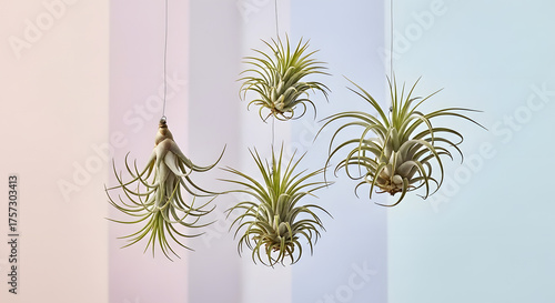 Four Tillandsia air plants hanging gracefully in the air.