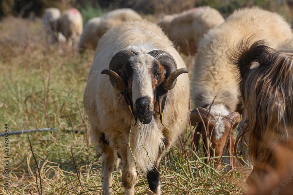 Naklejka premium Powerful Ram with Sheep on a Cyprus Pasture