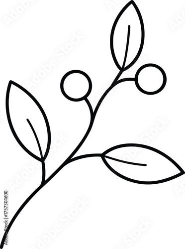 mistletoe branch delicate one line drawing illustration on transparent background