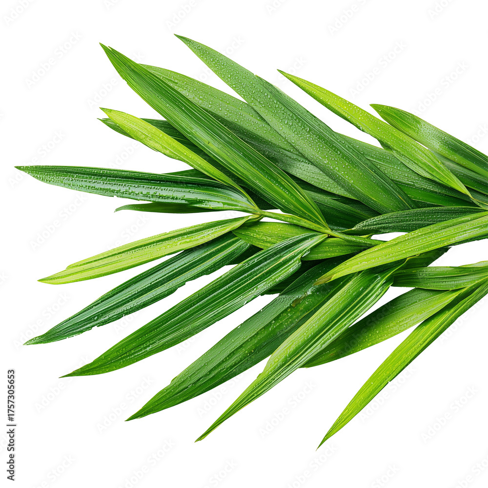 Fototapeta premium salacca palm shoots on transparent png background
