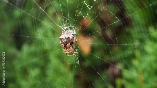 Close-up macro video of spider delicately weaving web against vivid green background, symbolizing patience, focus, beauty of natural creation, ideal for educational content, environmental themes