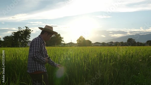 Digital Farmer, Young farmer in a rice field, a man's hand gently touches young rice in the rice field, amidst the sunset background.