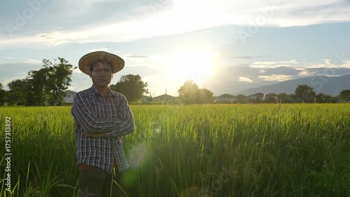 Digital Farmer, Young farmer in a rice field, a man's hand gently touches young rice in the rice field, amidst the sunset background.