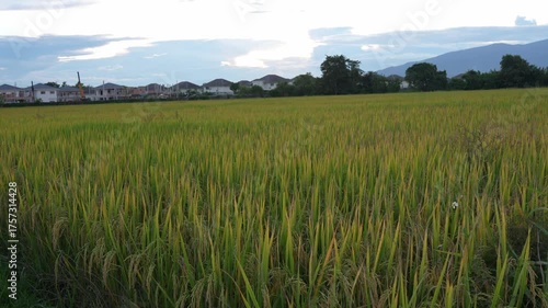 Beautiful landscape of green rice fields in Asia country harvesting agricultural produce with sunset sky background evening 4k video