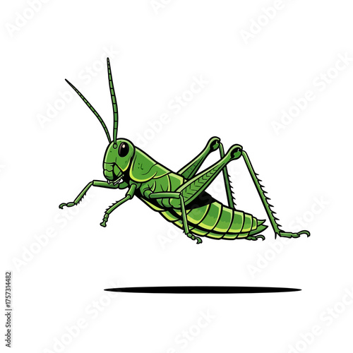Green grasshopper insect isolated on white background.