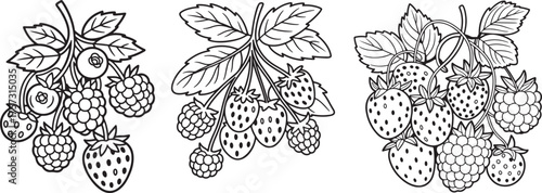 set of berry Line Art Illustration, Coloring Book Page Line Art Drawing