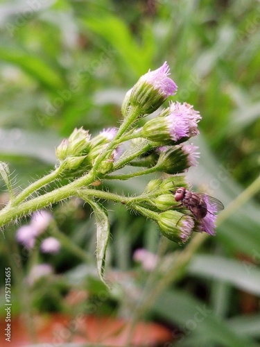 Close-up macro of a fly resting on budding purple wildflowers, insect on wildflower cluster, detailed nature photography, spring bloom, pollinator, garden and wildlife concept